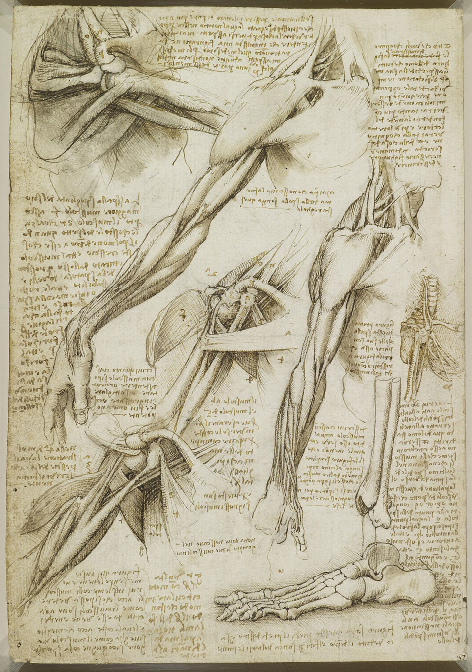 anatomicheskie-risunki-Leonardo-da-Vinchi_11