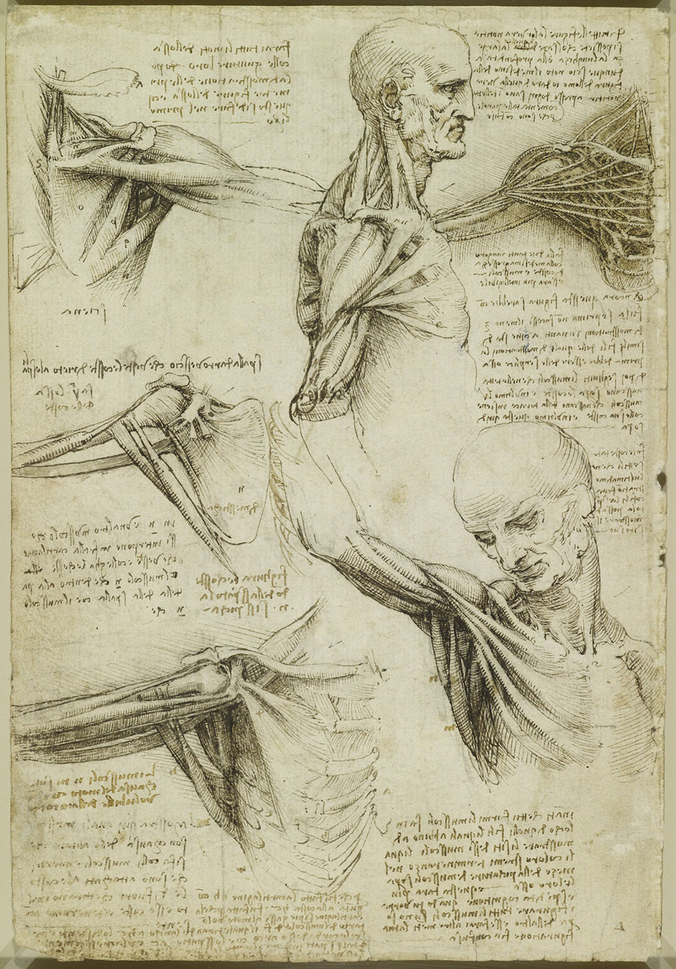 anatomicheskie-risunki-Leonardo-da-Vinchi_14