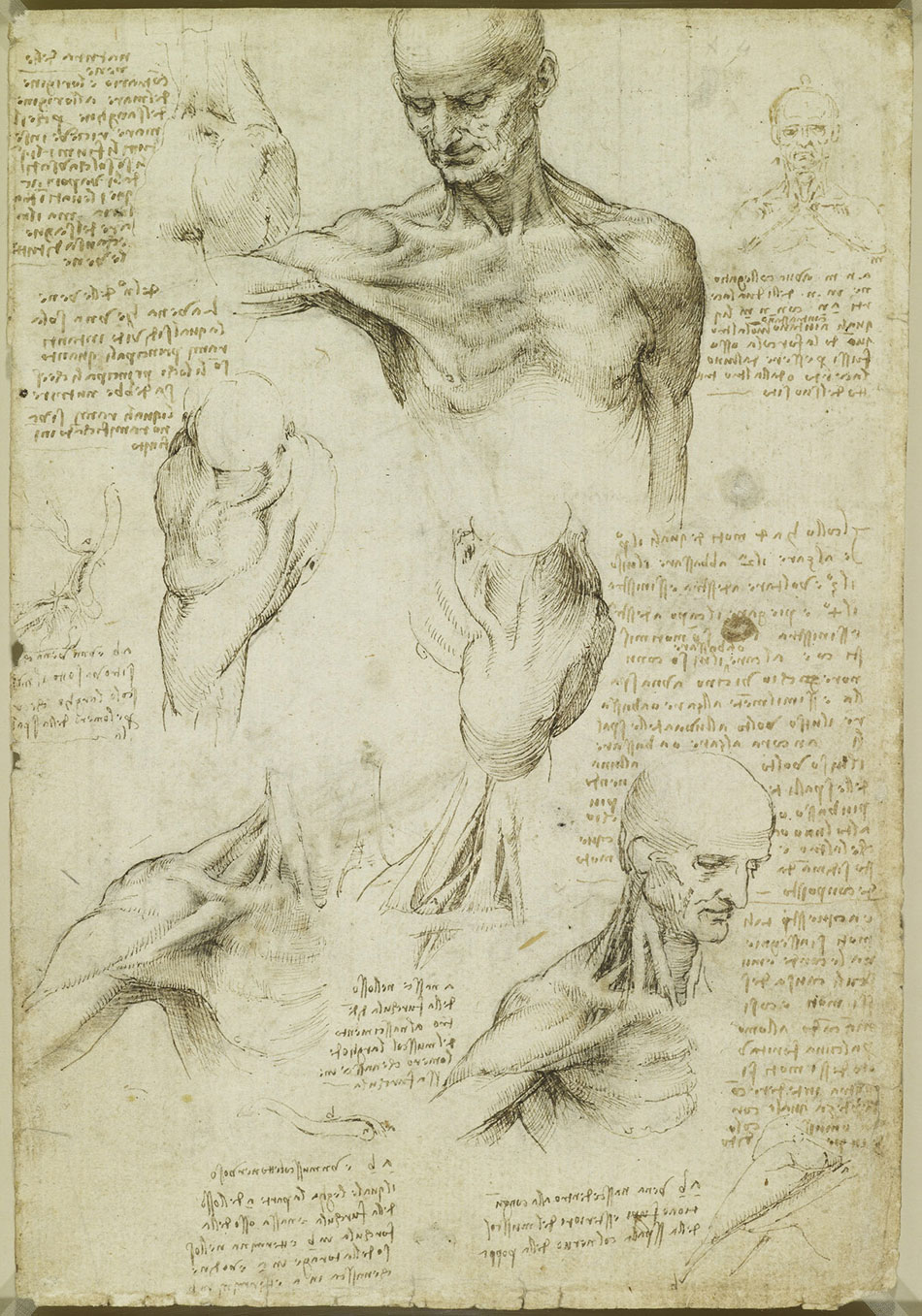 anatomicheskie-risunki-Leonardo-da-Vinchi_15