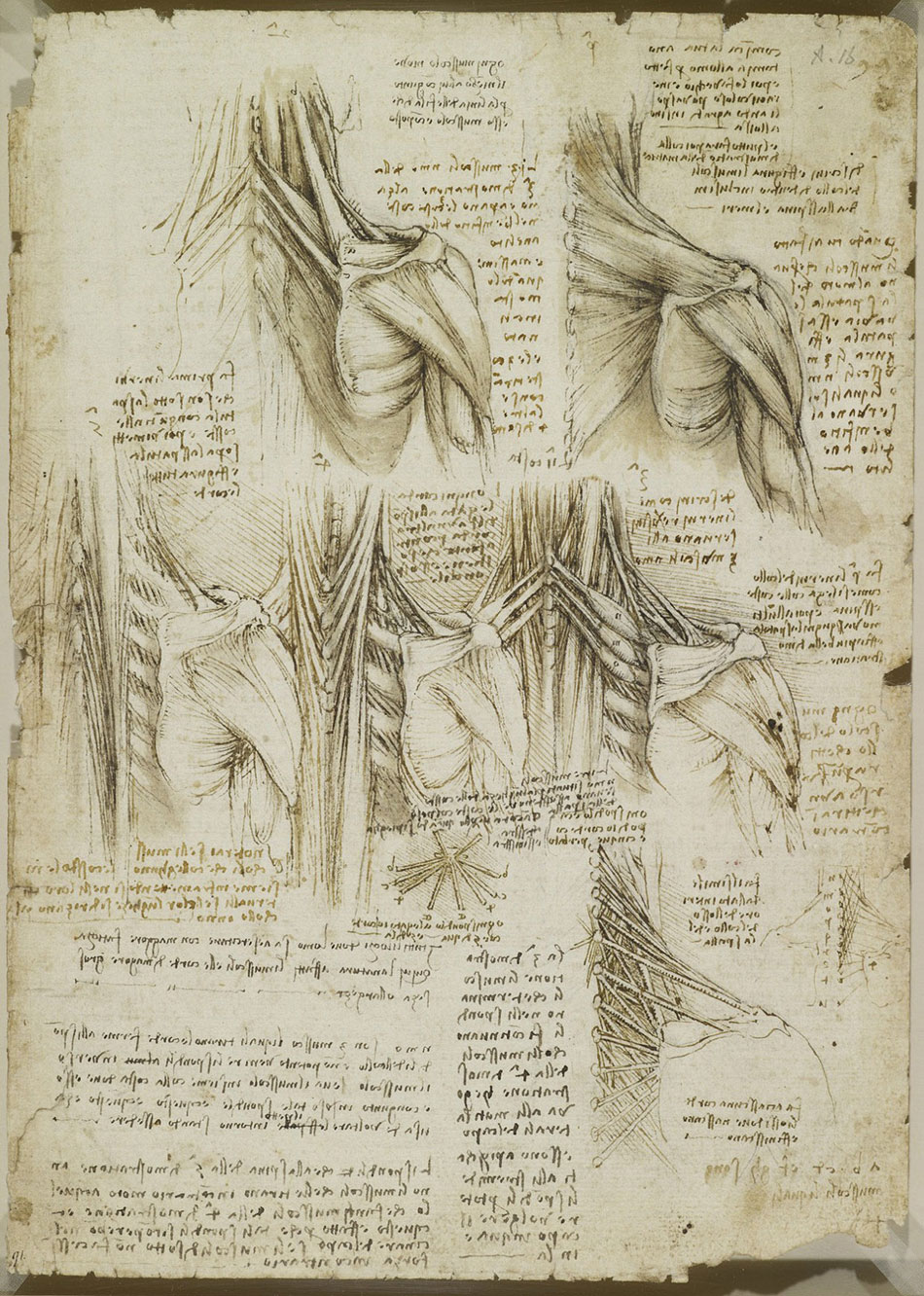 anatomicheskie-risunki-Leonardo-da-Vinchi_16