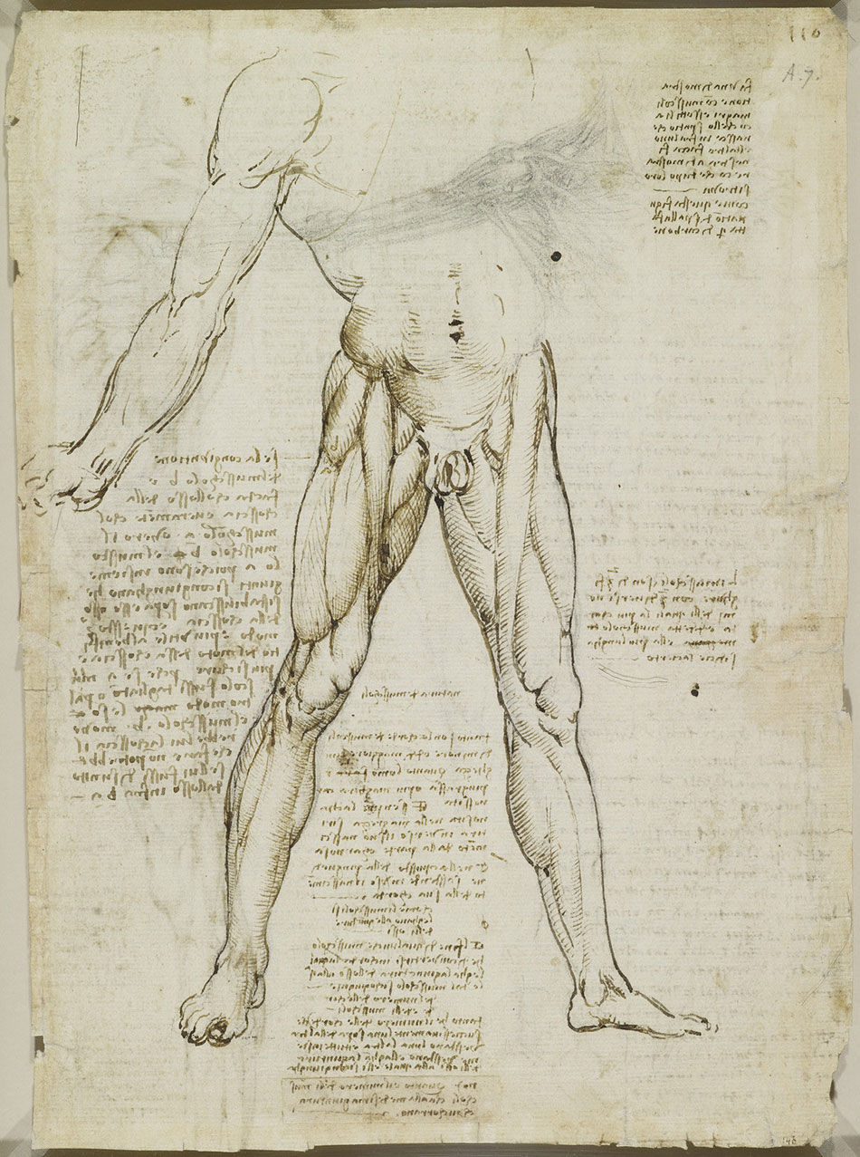 anatomicheskie-risunki-Leonardo-da-Vinchi_17