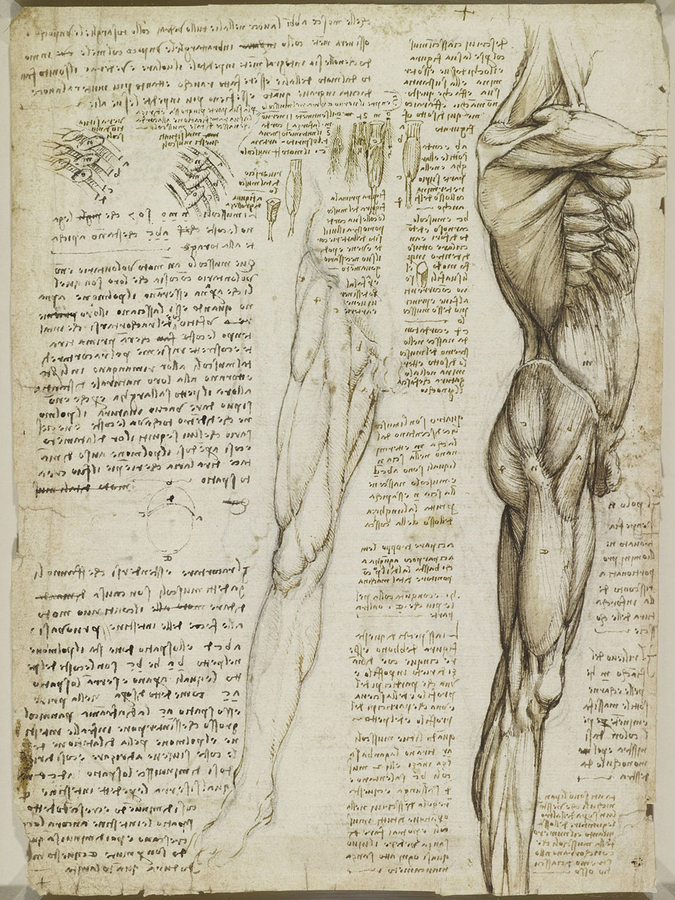 anatomicheskie-risunki-Leonardo-da-Vinchi_18