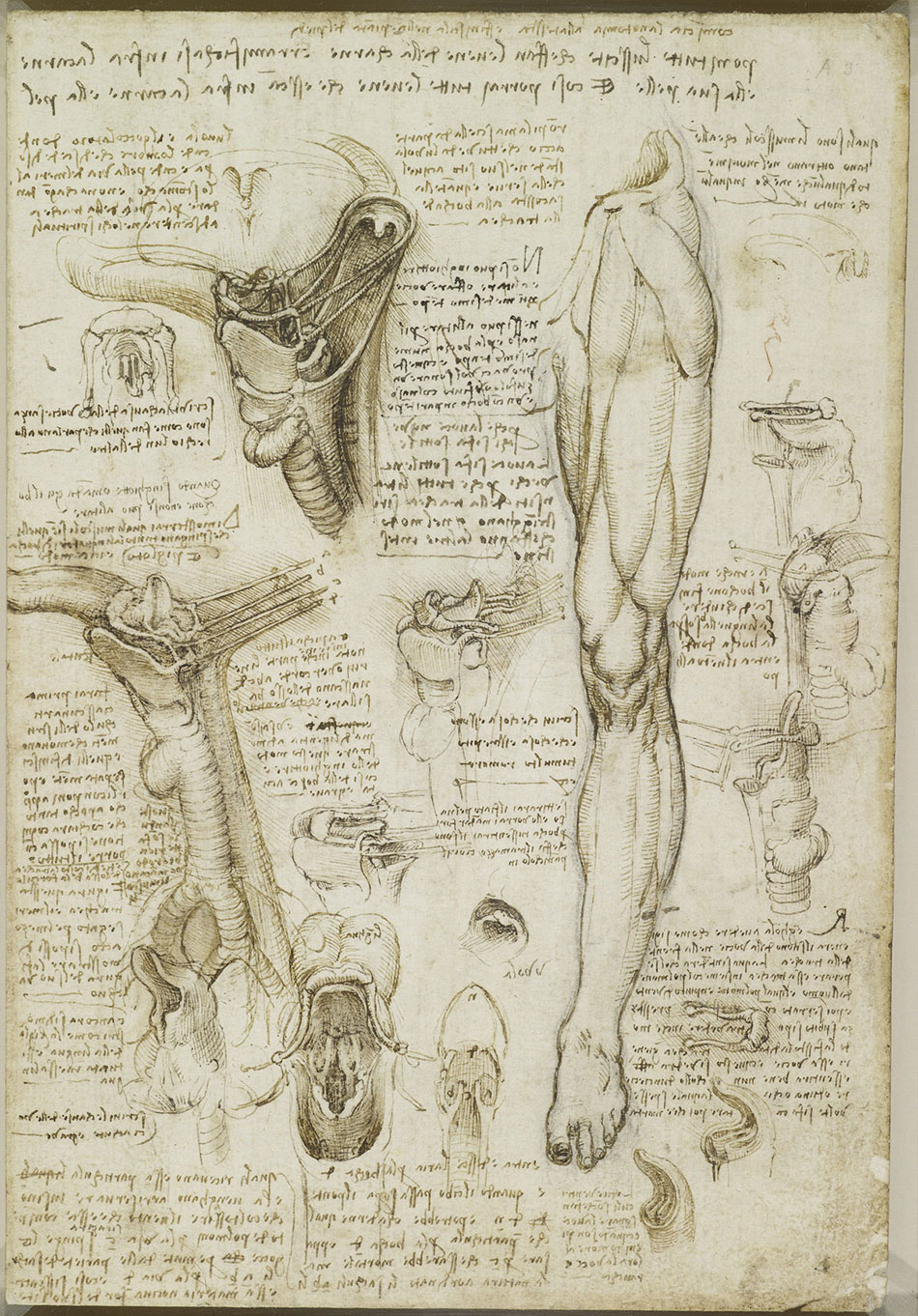 anatomicheskie-risunki-Leonardo-da-Vinchi_19