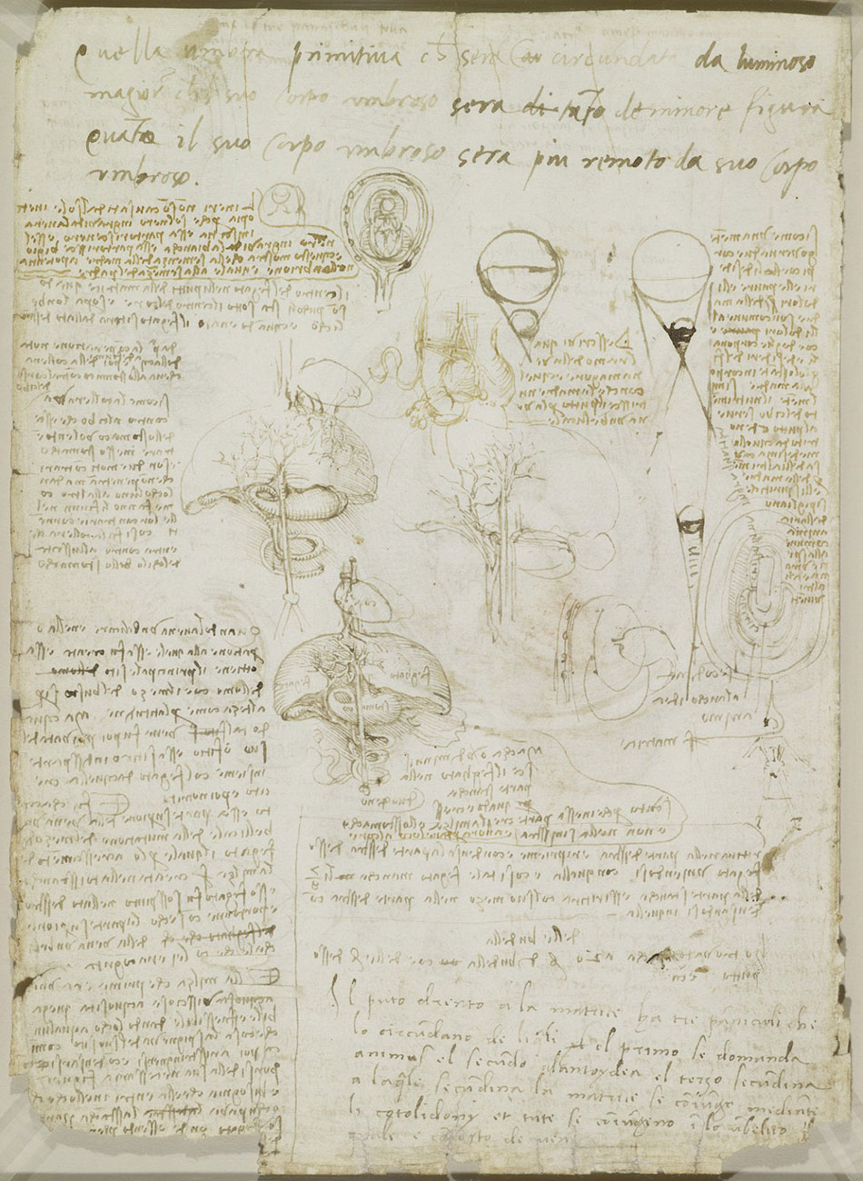 anatomicheskie-risunki-Leonardo-da-Vinchi_2