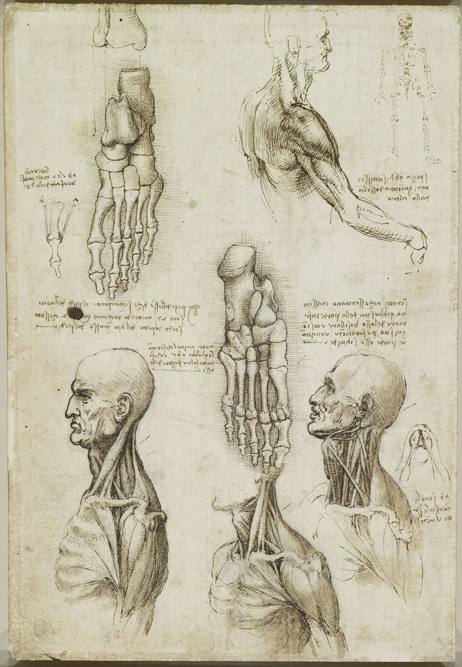 anatomicheskie-risunki-Leonardo-da-Vinchi_20