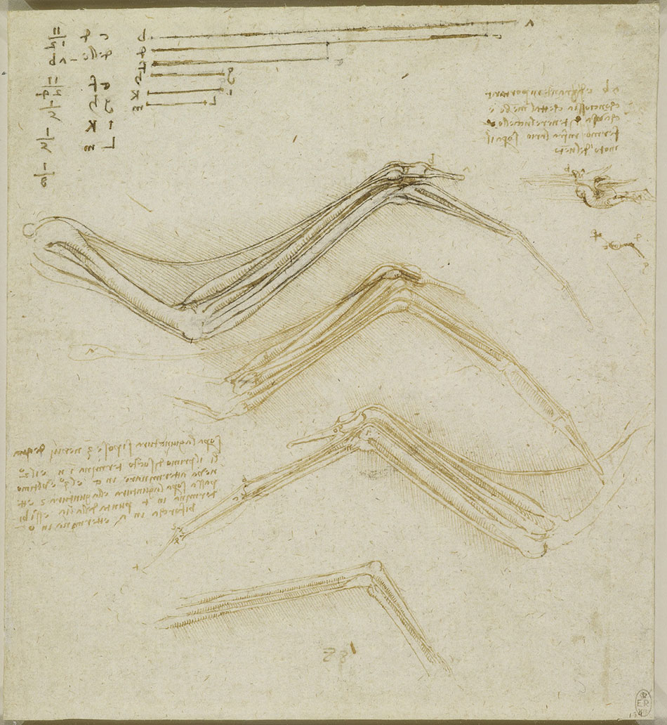 anatomicheskie-risunki-Leonardo-da-Vinchi_25