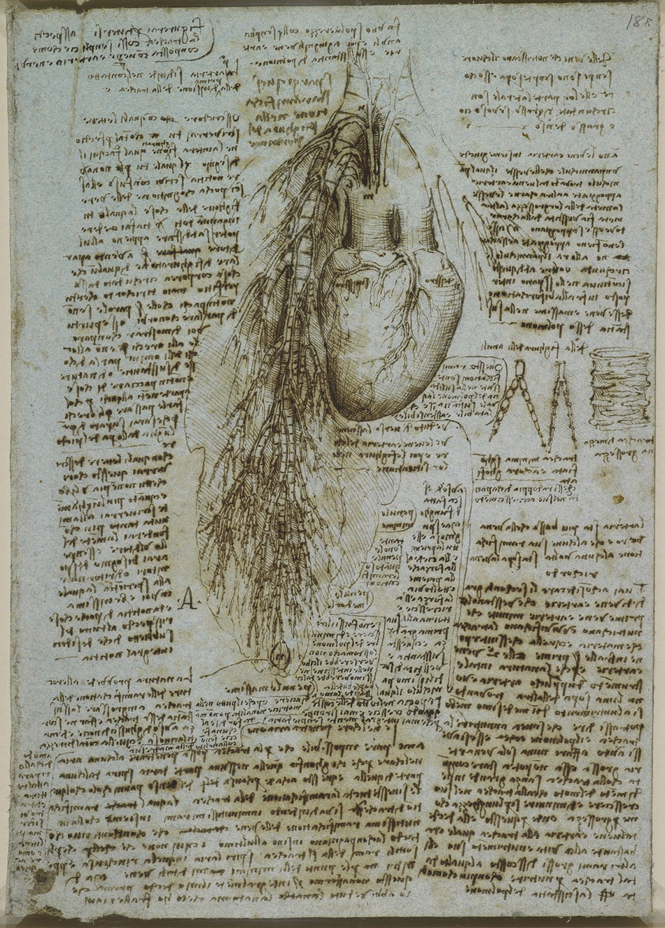 anatomicheskie-risunki-Leonardo-da-Vinchi_26