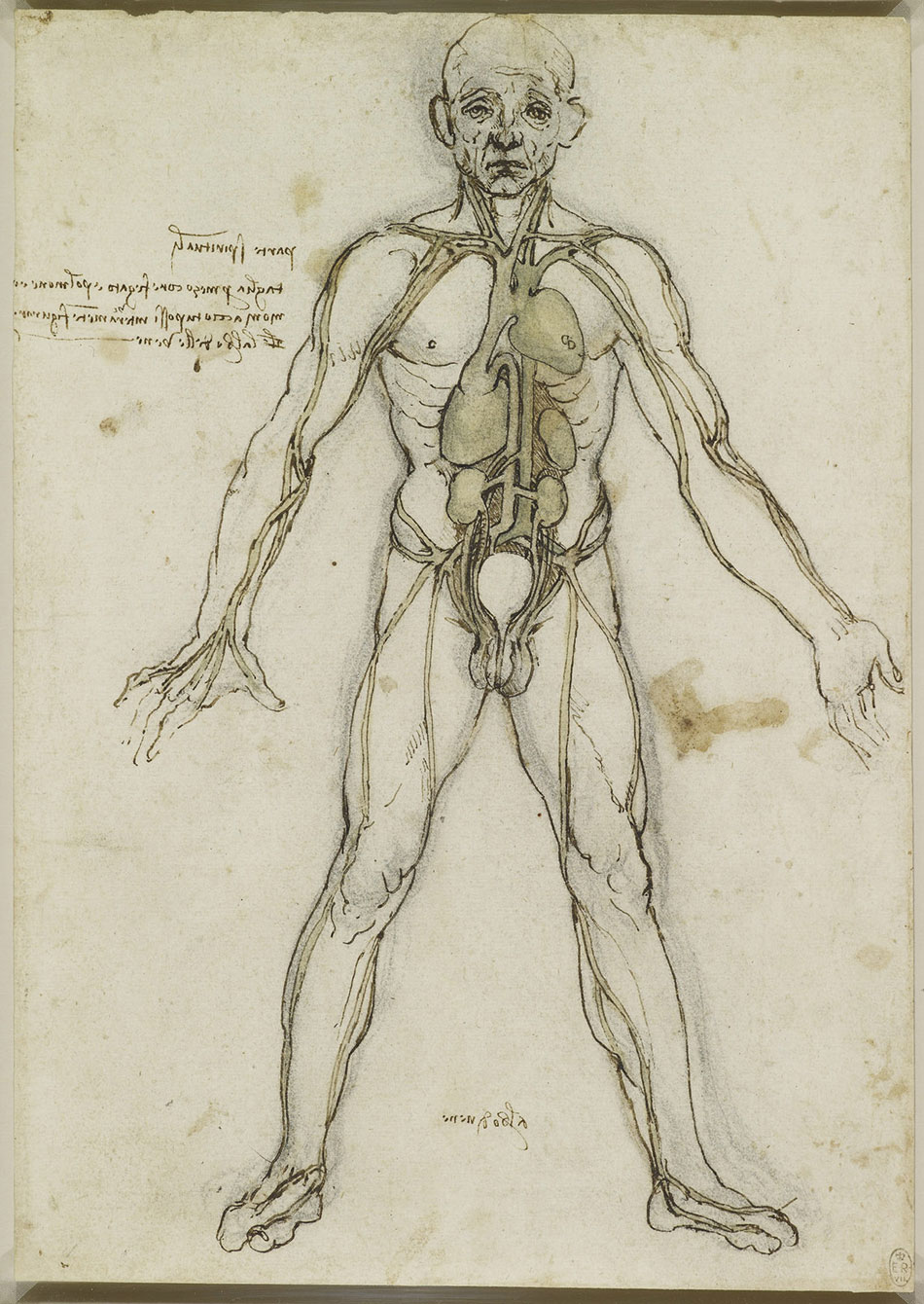 anatomicheskie-risunki-Leonardo-da-Vinchi_3