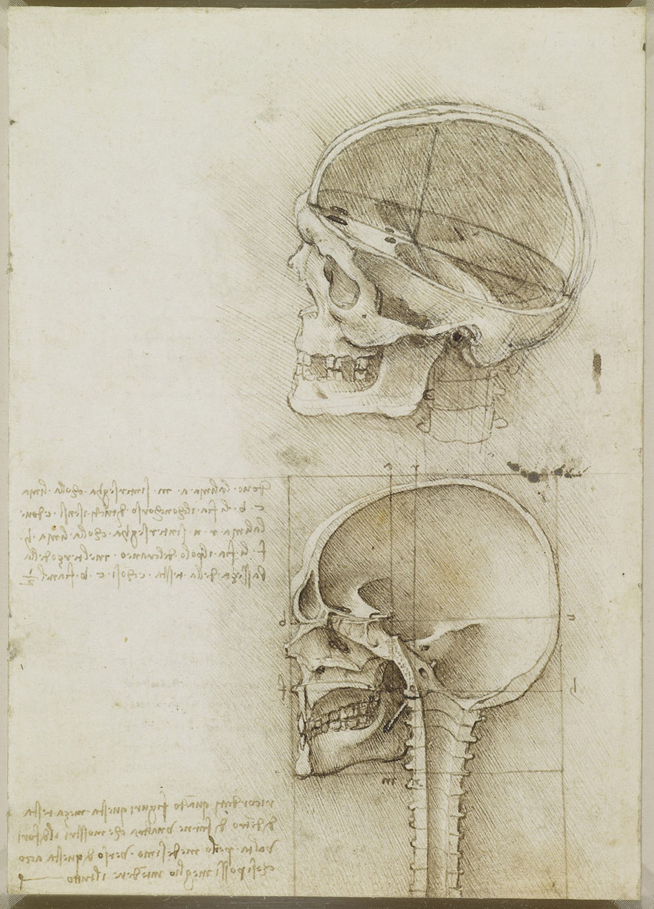 anatomicheskie-risunki-Leonardo-da-Vinchi_4