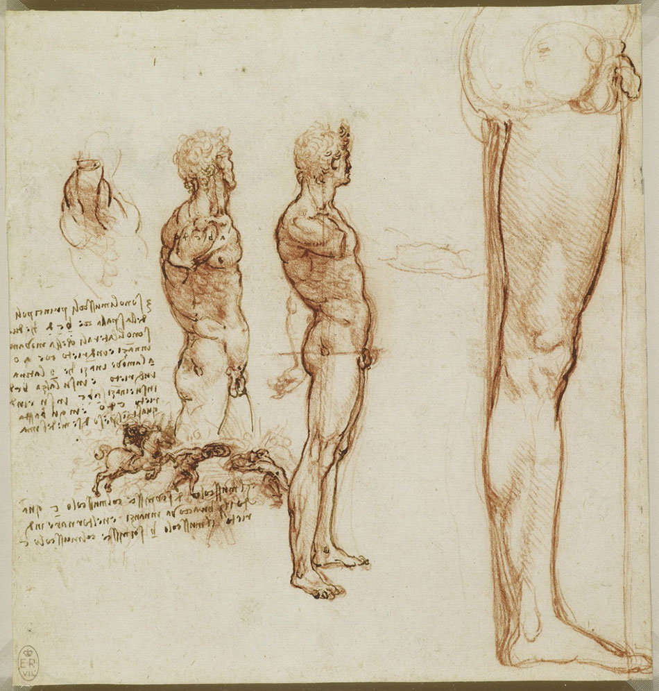 anatomicheskie-risunki-Leonardo-da-Vinchi_6