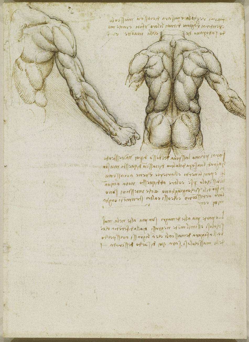 anatomicheskie-risunki-Leonardo-da-Vinchi_8