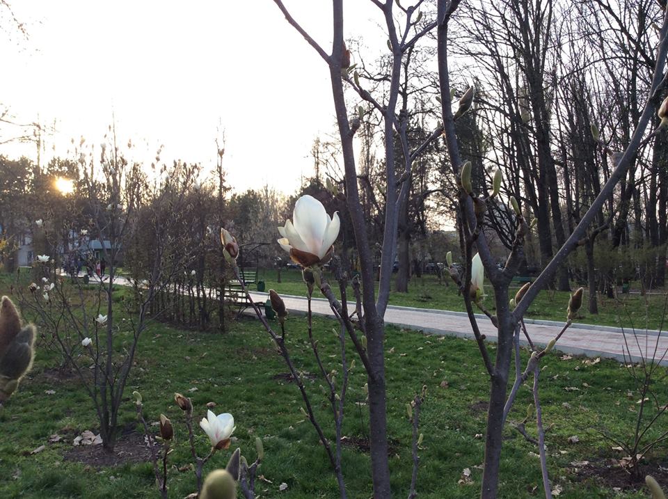 Magnolia în Parcul Dendrariu. PC: Facebook/Кишиневский Дендропарк