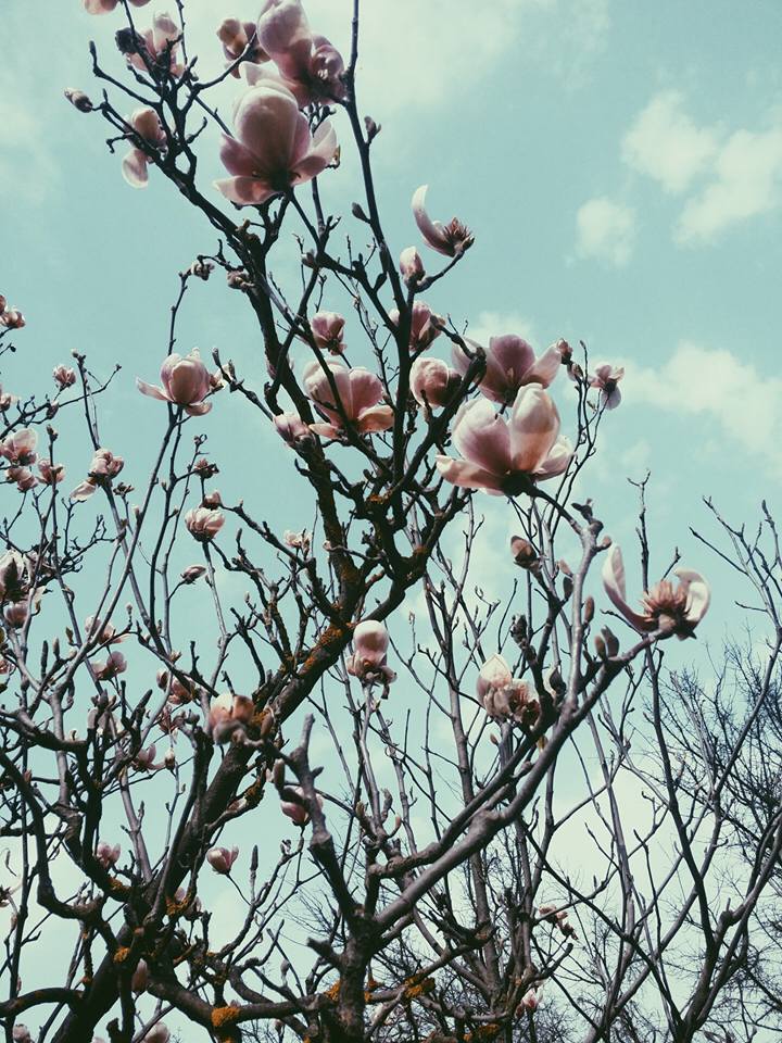 Magnolia în Grădina Botanică. PC: Facebook/Cristina Trifanov