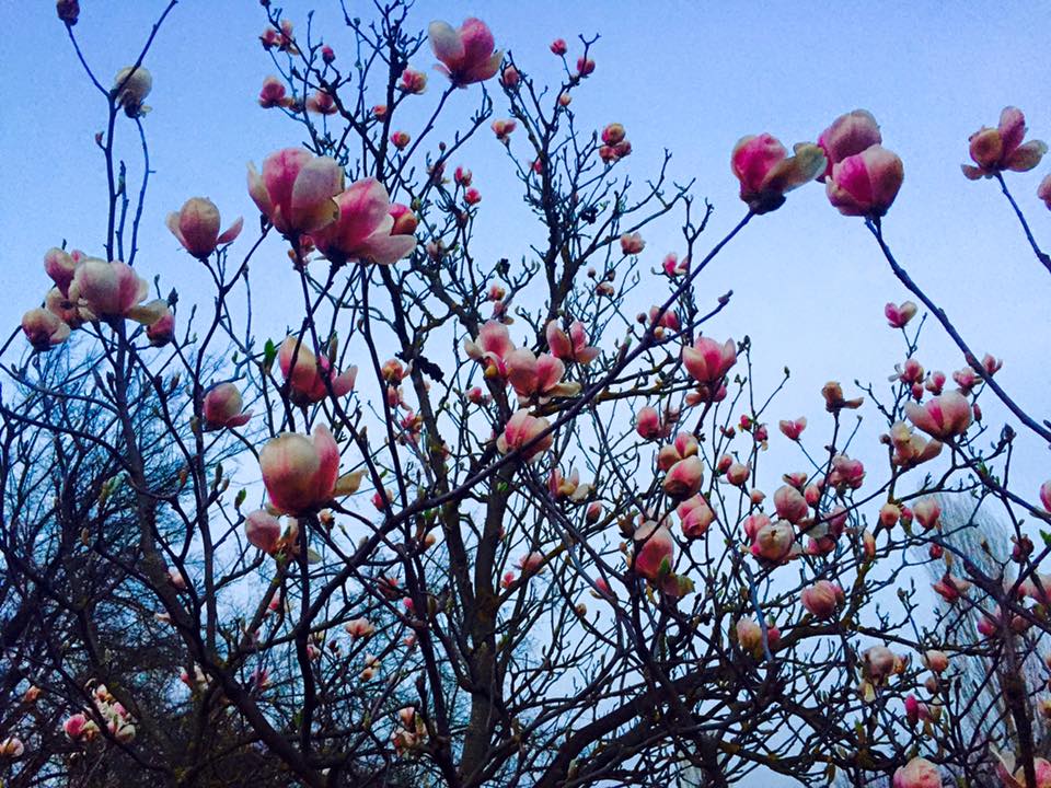 Magnolia în Grădina Botanică. PC: Facebook/Natalia Ursu-Ghetu