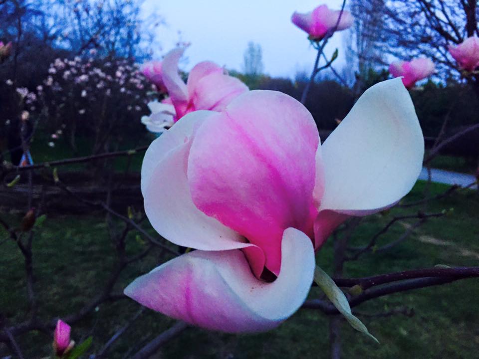 Magnolia în Grădina Botanică. PC: Facebook/Natalia Ursu-Ghetu