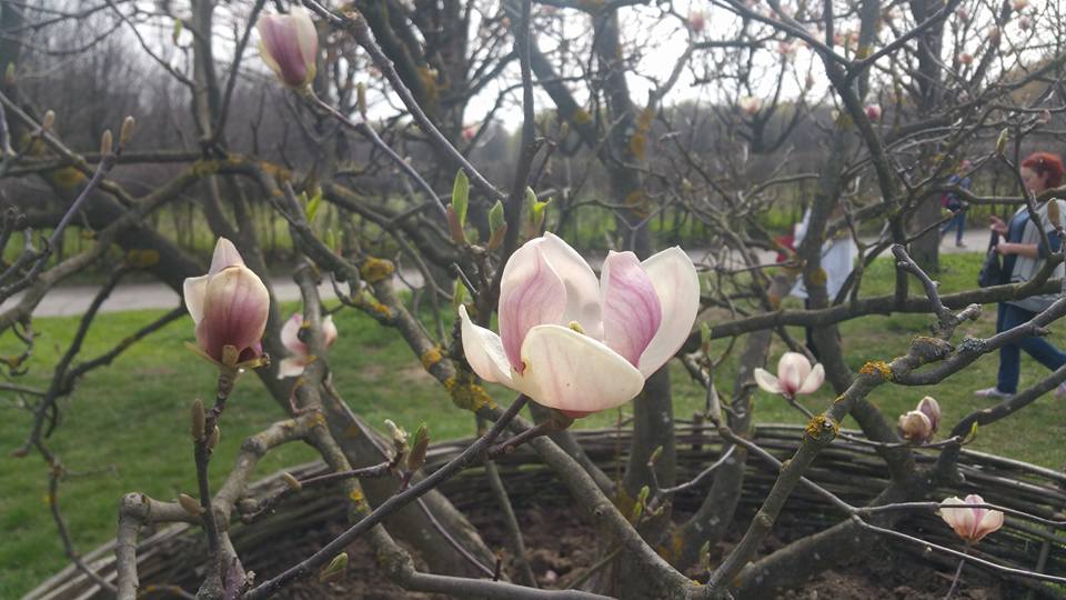 Magnolia în Grădina Botanică. PC: Facebook/Alexander Shalamov