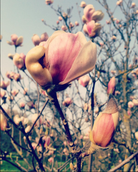 Magnolia. PC: Instagram/carine_crasilova
