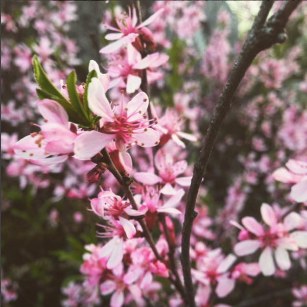 Magnolia. PC: Instagram/carine_crasilova
