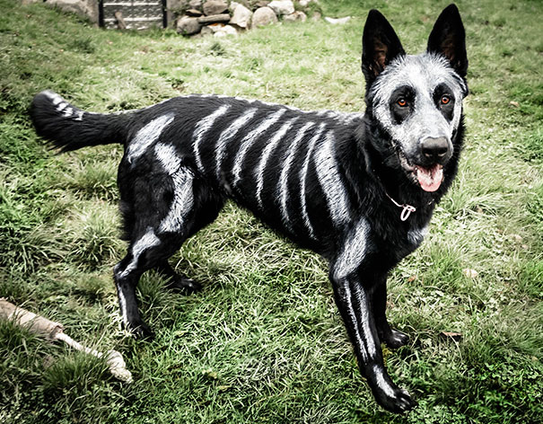 halloween-dog-costumes-22-57fcb679edcf9__605
