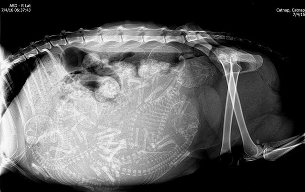 pregnant-animals-x-rays-11-5822fcd66ac22__605