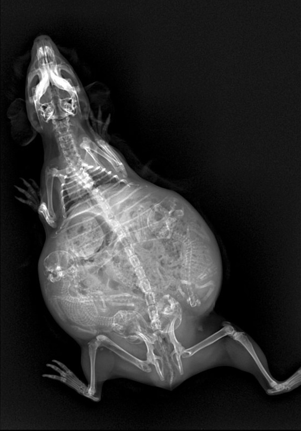 pregnant-animals-x-rays-12-5822fcd8a90c4__605