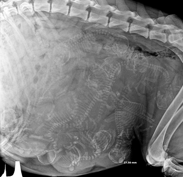 pregnant-animals-x-rays-16-5822fcdfcead0__605