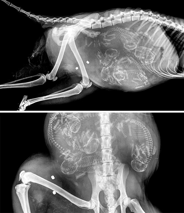 pregnant-animals-x-rays-18-5822fce3361a0__605