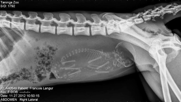 pregnant-animals-x-rays-2-5822fcc4c03f3__605
