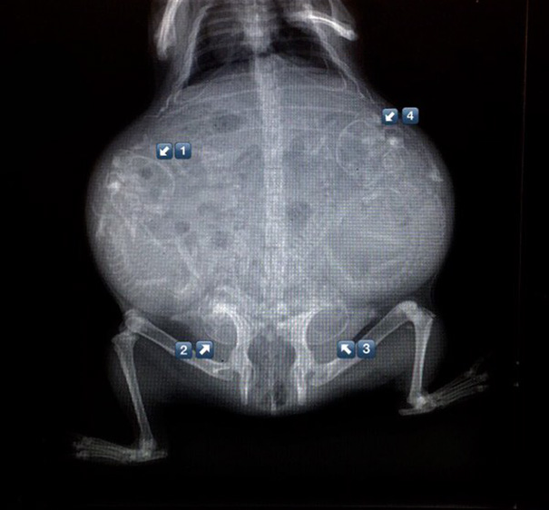 pregnant-animals-x-rays-9-5822fcd1ca85f__605