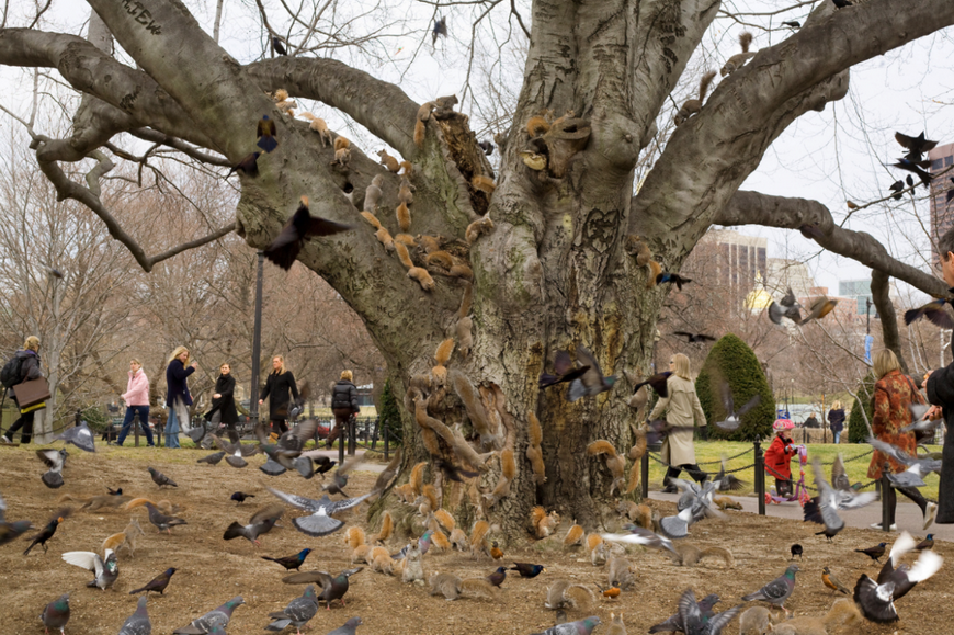 Tree, Boston Public Garden
