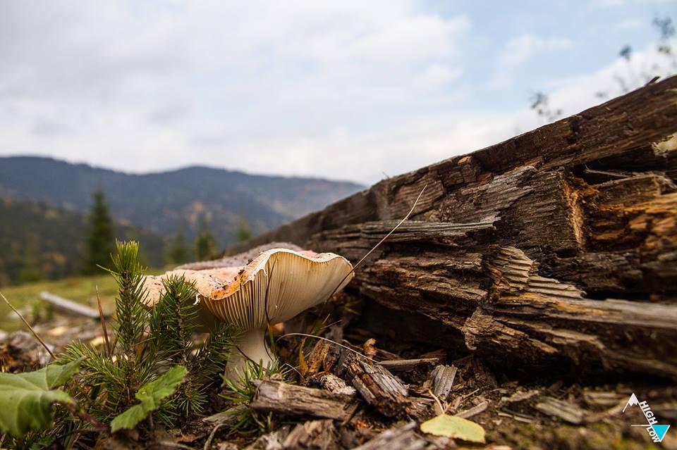 Пеший поход по грибы в сторону Монастыря Хынку
