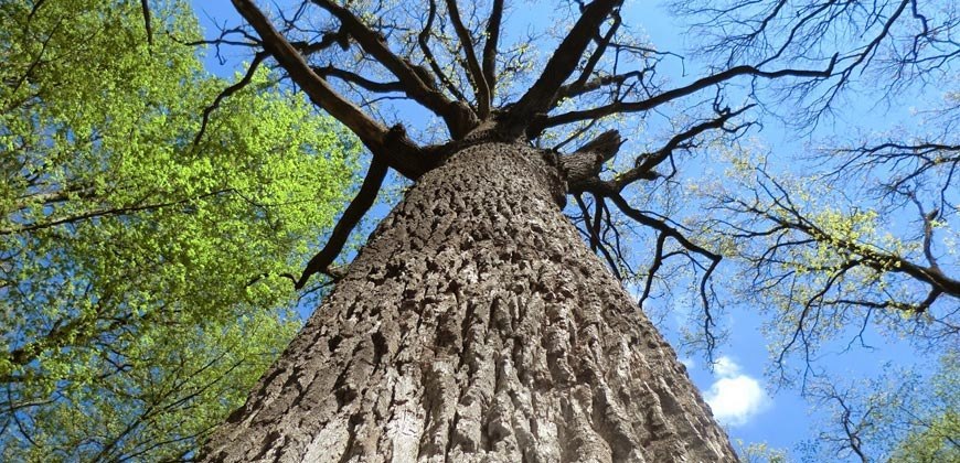 Кодры Прохладные