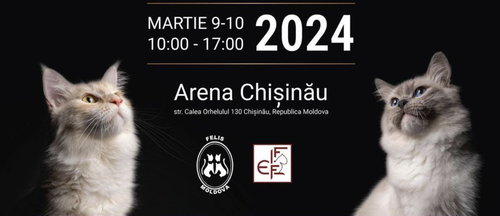 В Arena Chisinau проходит международная выставка кошек