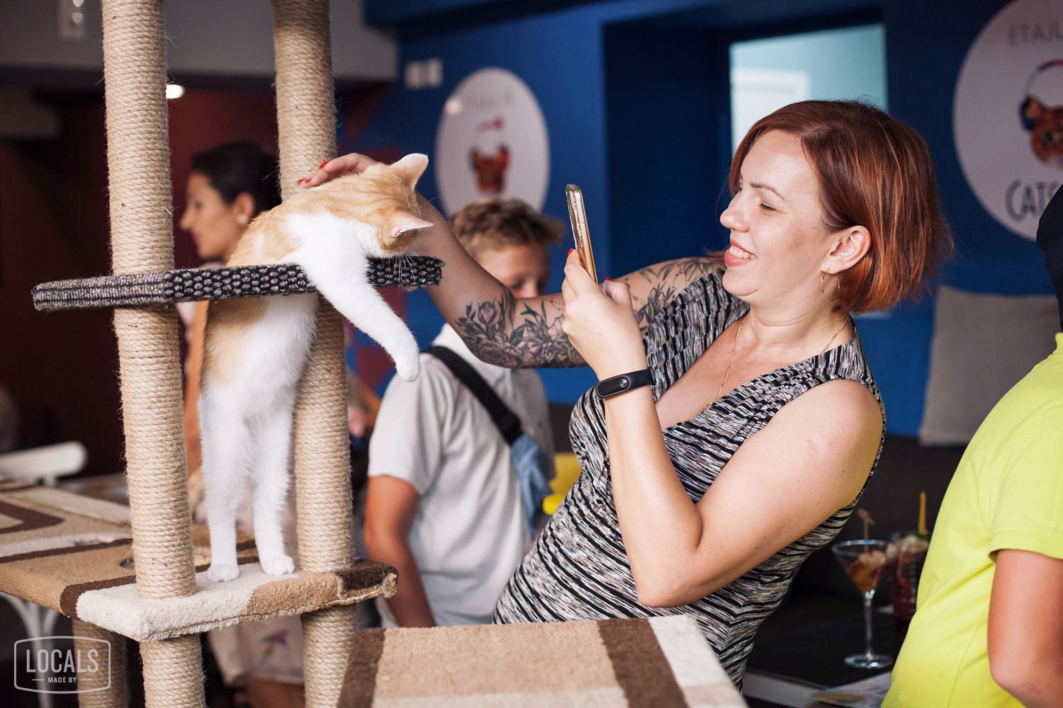 котокафе курган. котокафе мурзик самара. проектирование котокафе. котокафе. котокафе сергиев посад.